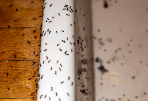 Best Ant Control Services  in Harper, TX